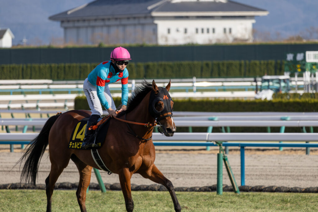 洛陽ステークス後、検量室へ戻ってくるチェルビアット。西村淳也騎手を背に、無事に走り終えた安堵がにじむレース後のひととき。