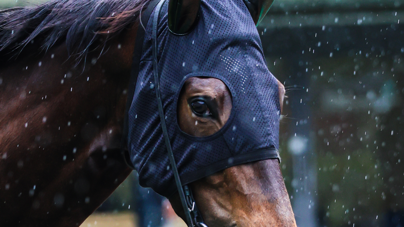 2025年5月18日東京競馬場の国分寺特別パドックで撮影された出資馬カンティアーモの右目アップ。澄んだ瞳が印象的な一枚