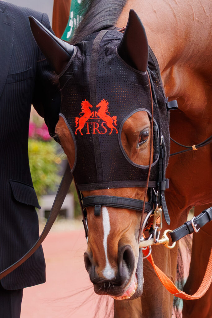 2026年3月22日、中京競馬場の愛知杯パドックで周回中のチェルビアット。つぶらな瞳が印象的な一枚。