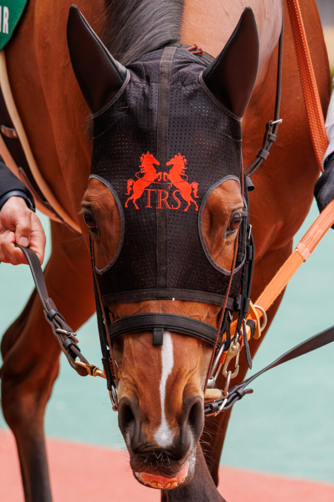 2026年3月22日、中京競馬場の愛知杯パドックで周回中のチェルビアット。つぶらな瞳が印象的な一枚。