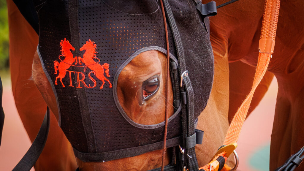 2026年3月22日、中京競馬場の愛知杯パドック。チェルビアットの瞳に映り込むパドックの風景が、レースへの高まりを静かに伝える。