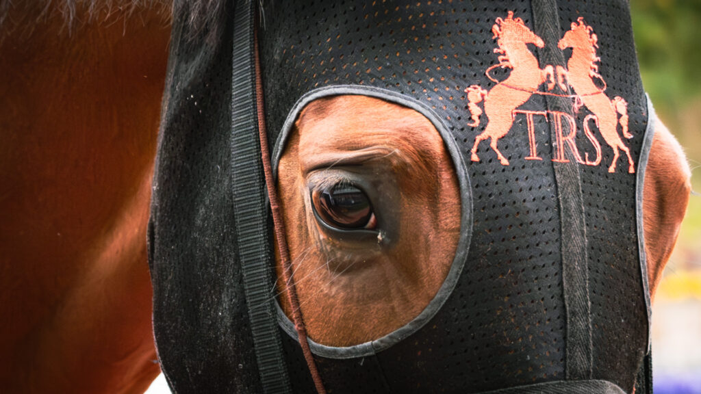 2026年3月22日、中京競馬場の愛知杯パドック。チェルビアットの瞳に映る厩舎関係者。重賞の舞台で感じる、静かな信頼と絆の一枚。