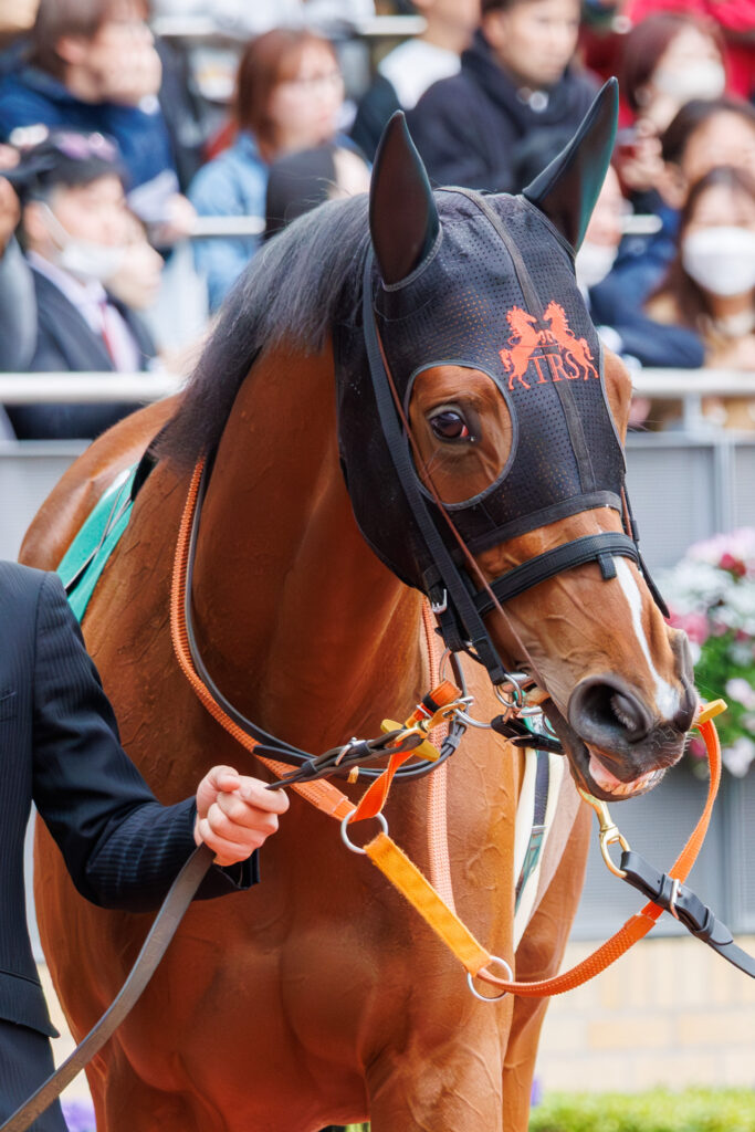 2026年3月22日、中京競馬場の愛知杯パドック。かわいらしい顔で周回中のチェルビアット。