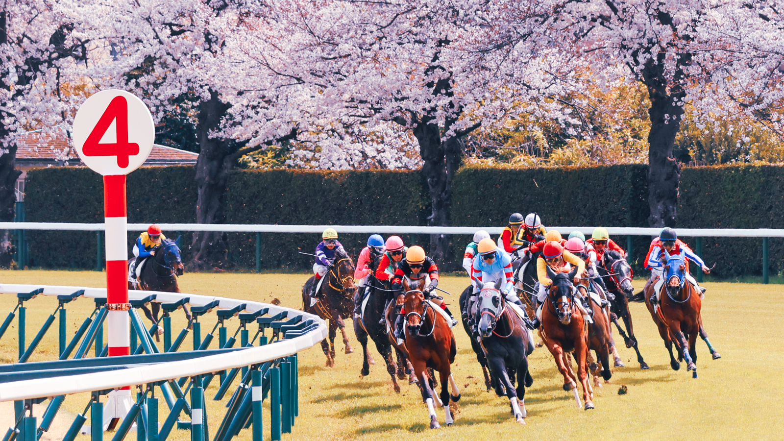 2025年4月5日、中山競馬場で行われた3歳未勝利戦の第4コーナーで撮影された写真。満開の桜を背に、各馬が芝を蹴り上げながら最後の直線へと向かう迫力ある一瞬