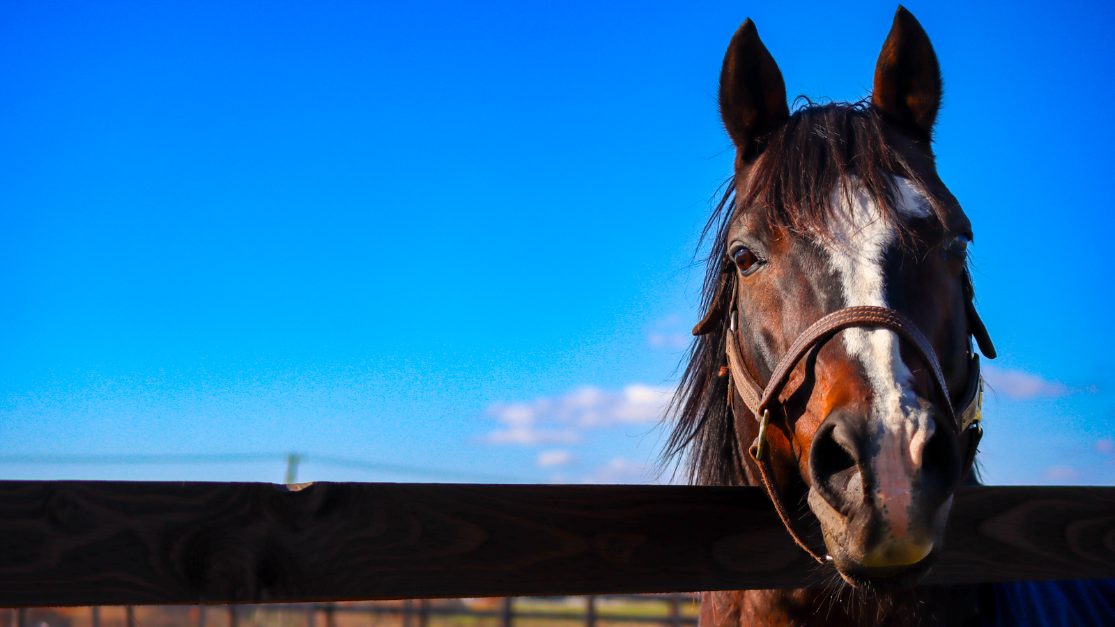Yogiboヴェルサイユリゾートファームで撮影した、青空の下、人参を求めて牧柵の上からこちらを真っすぐに見つめるタニノギムレットの写真