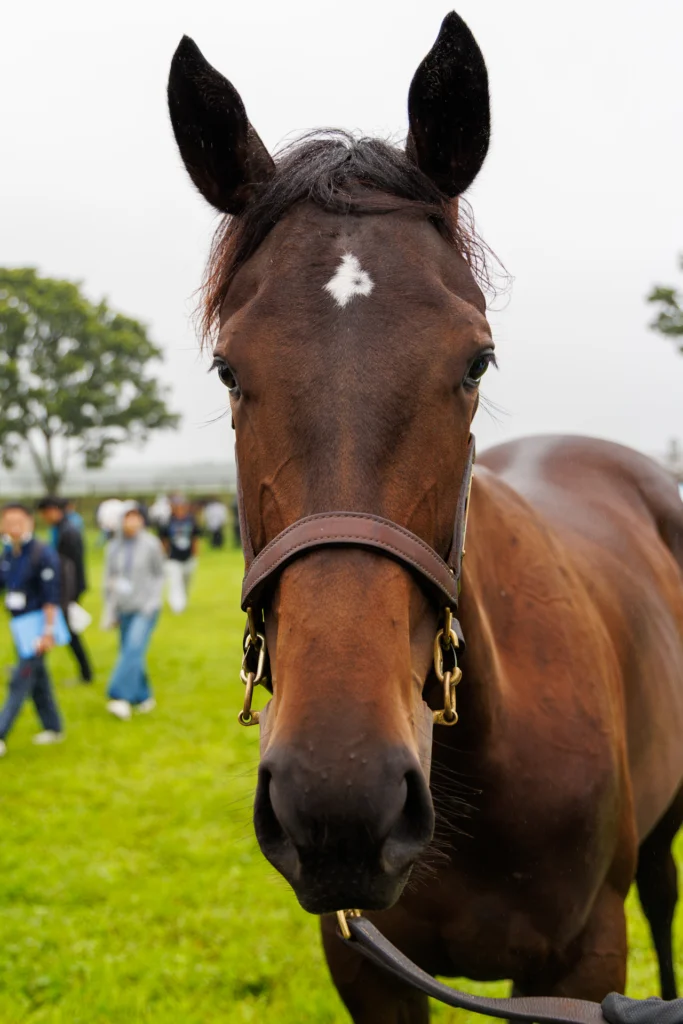 2026年シルク・ホースクラブ募集馬ツアーで訪れたノーザンファームYearling。「アグレアーブルの25」の正面から顔をアップにした写真。