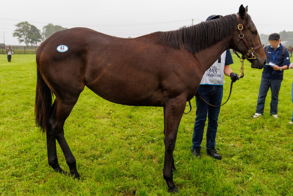 2026年シルク・ホースクラブ募集馬ツアーで訪れたノーザンファームYearling。「アグレアーブルの25」を横から撮影した馬体の写真。
