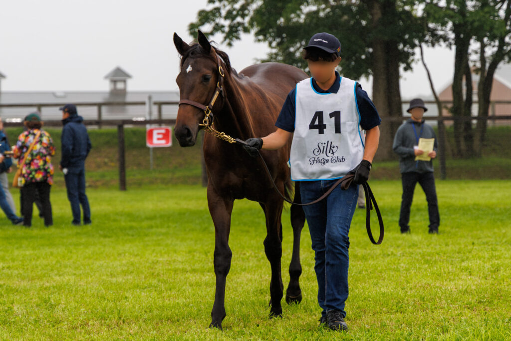2026年シルク・ホースクラブ募集馬ツアーで訪れたノーザンファームYearling。「アグレアーブルの25」が歩いているところを正面から撮影した写真。