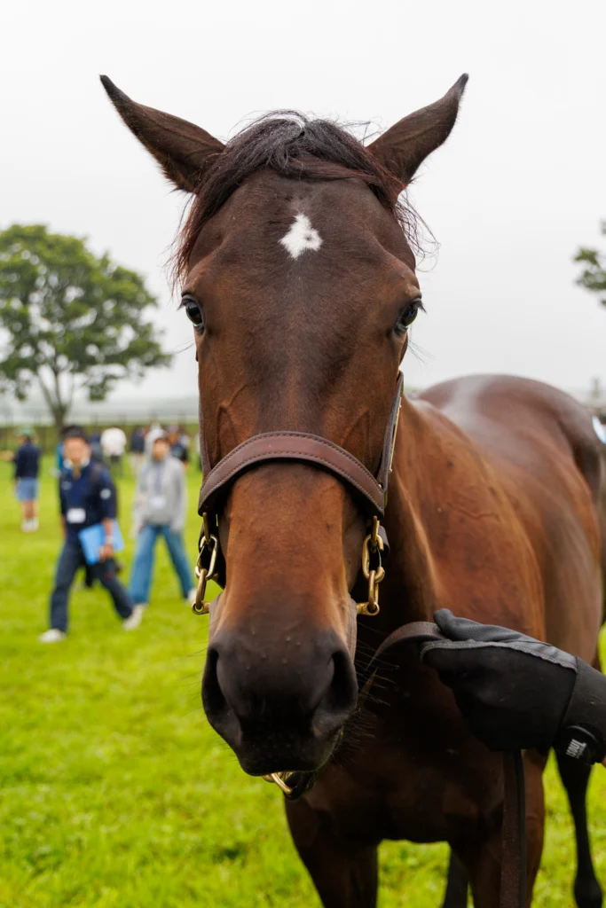 2026年シルク・ホースクラブ募集馬ツアーで訪れたノーザンファームYearling。「アグレアーブルの25」の正面から顔をアップにした写真。