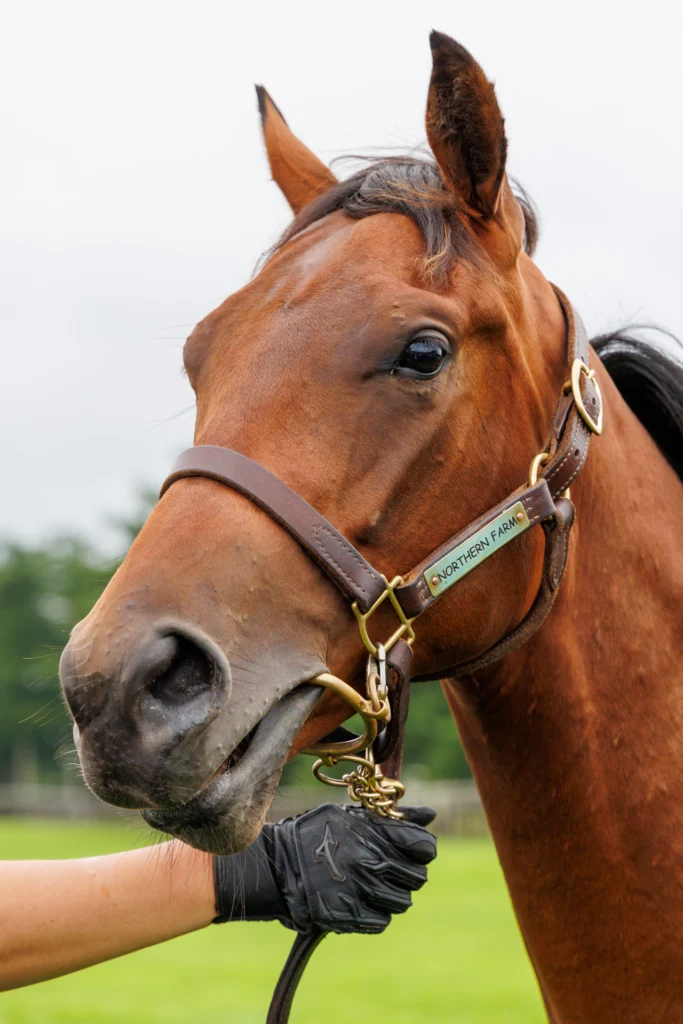 2026年シルク・ホースクラブ募集馬ツアーで訪れたノーザンファームYearling。「アーモンドアイの25」の正面から顔をアップにした写真。
