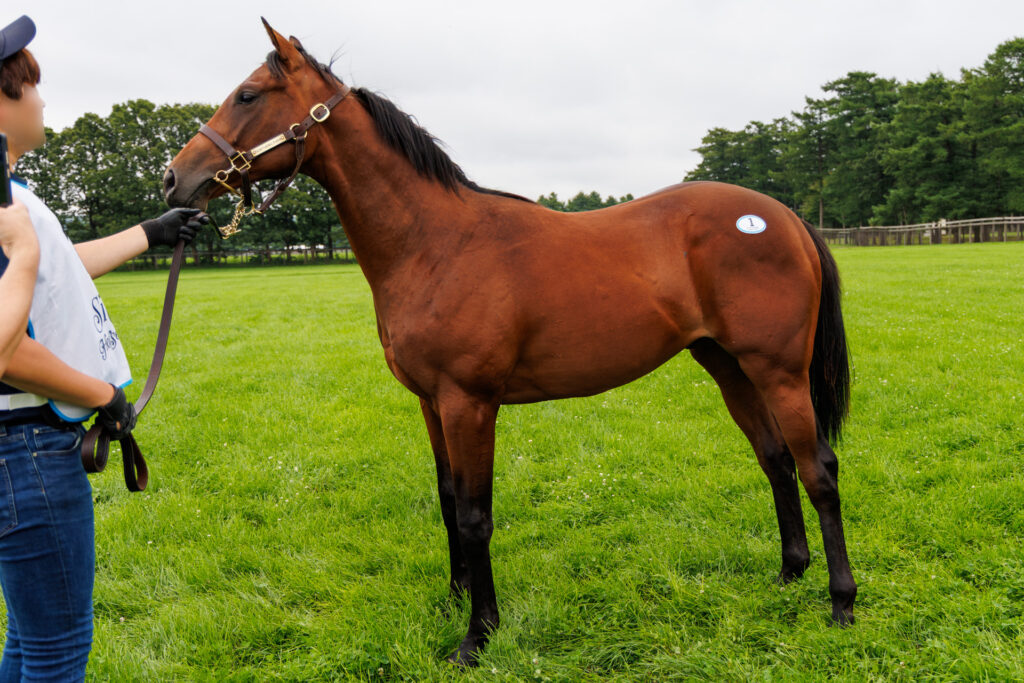 2026年シルク・ホースクラブ募集馬ツアーで訪れたノーザンファームYearling。「アーモンドアイの25」を横から撮影した馬体の写真。
