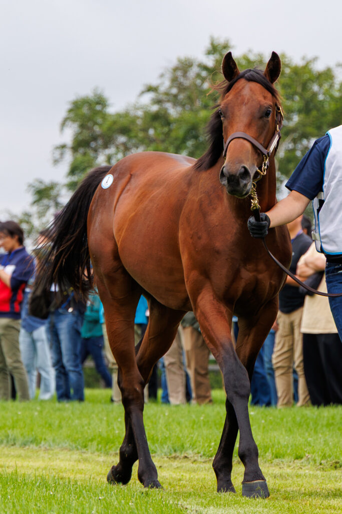 2026年シルク・ホースクラブ募集馬ツアーで訪れたノーザンファームYearling。「アーモンドアイの25」の周回展示を正面から撮影した写真。