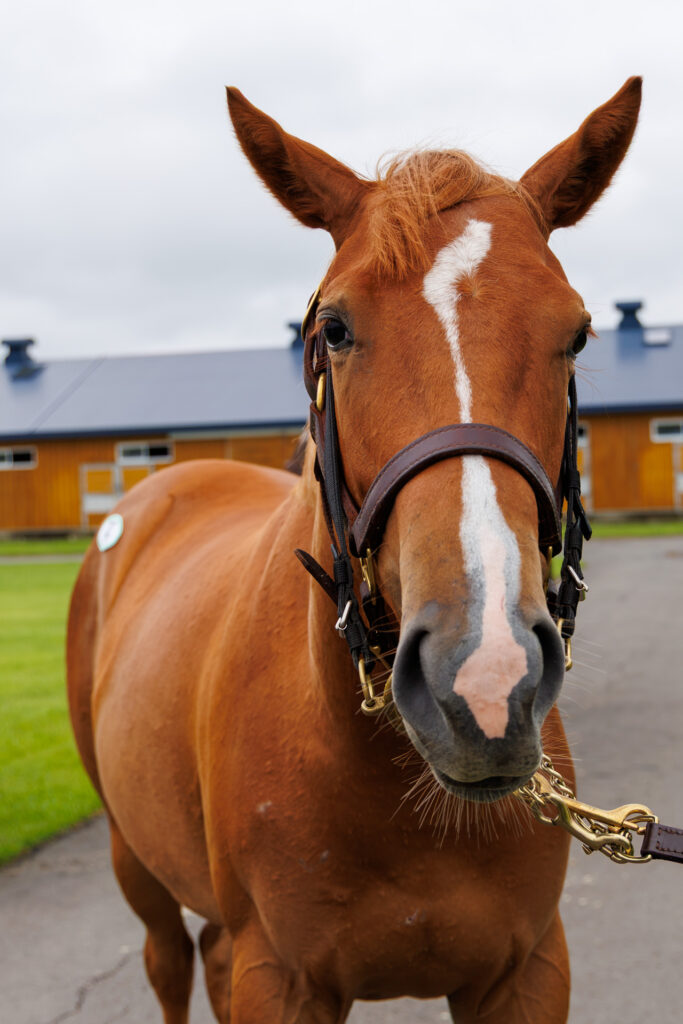 2026年シルク・ホースクラブ募集馬ツアーで訪れた白老ファームYearling。「アンティフォナの25」の正面から顔をアップにした写真。