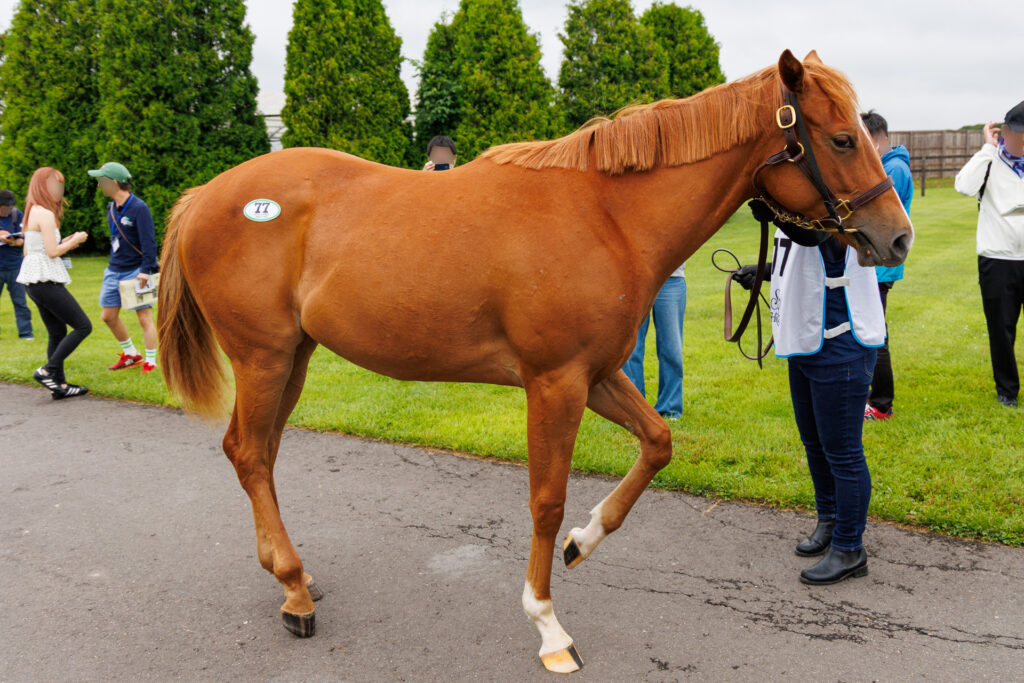2026年シルク・ホースクラブ募集馬ツアーで訪れた白老ファームYearling。「アンティフォナの25」を横から撮影した馬体の写真。
