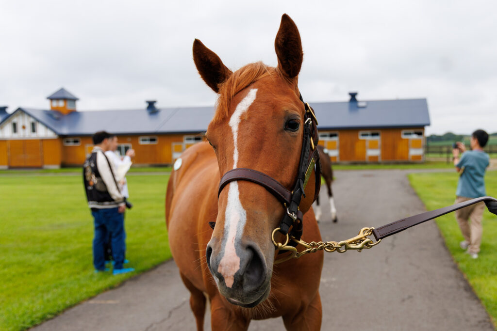 2026年シルク・ホースクラブ募集馬ツアーで訪れた白老ファームYearling。「アンティフォナの25」の正面から顔をアップにした写真。