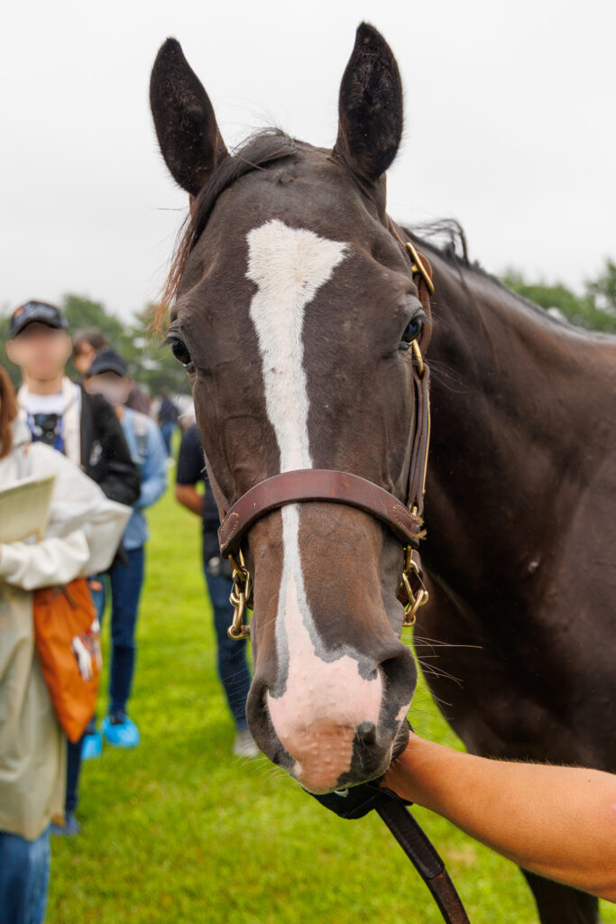 2026年シルク・ホースクラブ募集馬ツアーで訪れたノーザンファームYearling。「シャトーブランシュの25」の正面から顔をアップにした写真。