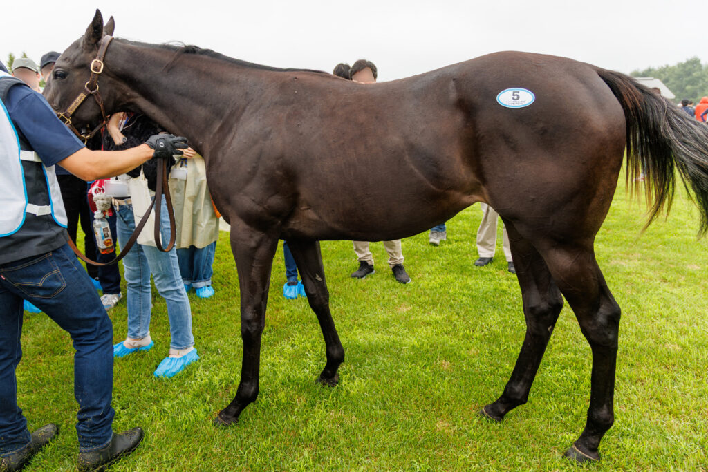 2026年シルク・ホースクラブ募集馬ツアーで訪れたノーザンファームYearling。「シャトーブランシュの25」を横から撮影した馬体の写真。