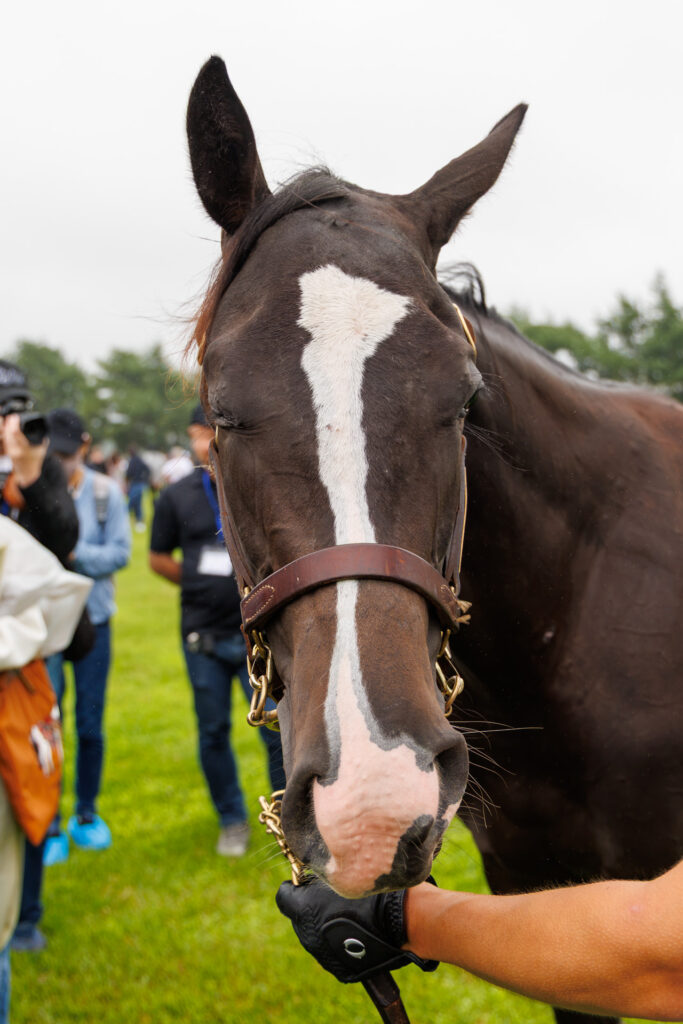 2026年シルク・ホースクラブ募集馬ツアーで訪れたノーザンファームYearling。「シャトーブランシュの25」がウィンクをしたようなかわいい顔をアップにした写真。