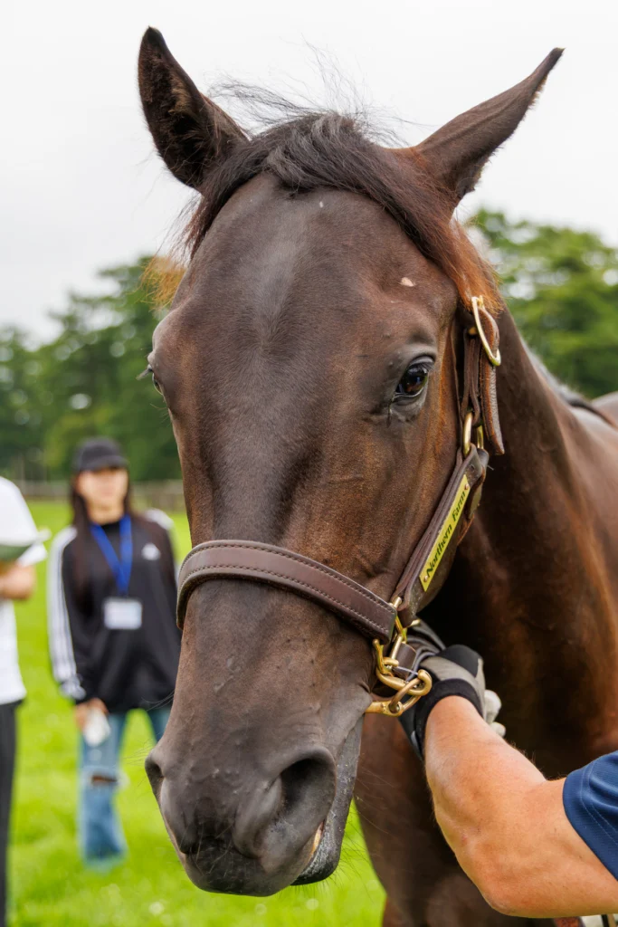 2026年シルク・ホースクラブ募集馬ツアーで訪れたノーザンファームYearling。「ディアンドルの25」の正面から顔をアップにした写真。