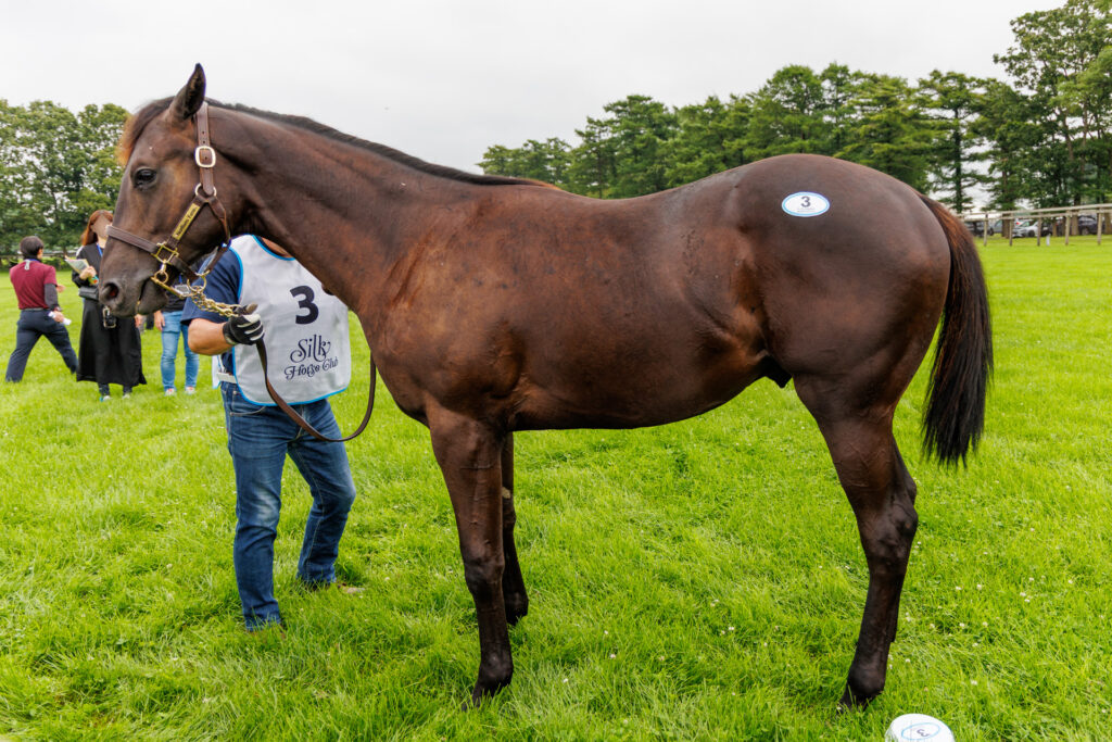 2026年シルク・ホースクラブ募集馬ツアーで訪れたノーザンファームYearling。「ディアンドルの25」を横から撮影した馬体の写真。