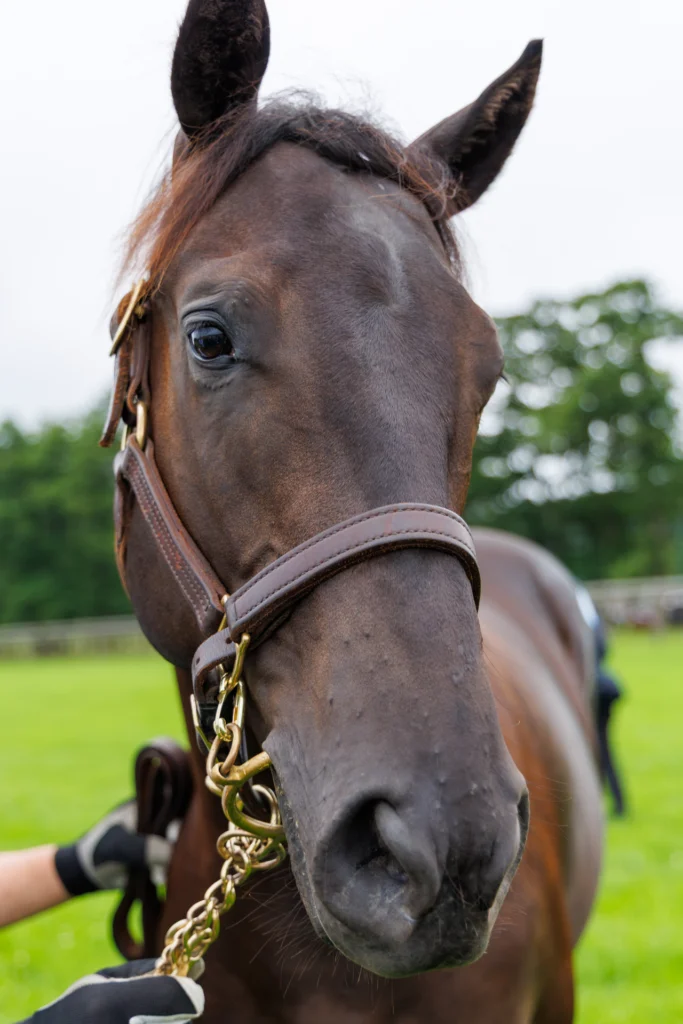 2026年シルク・ホースクラブ募集馬ツアーで訪れたノーザンファームYearling。「ディアンドルの25」の正面から顔をアップにした写真。