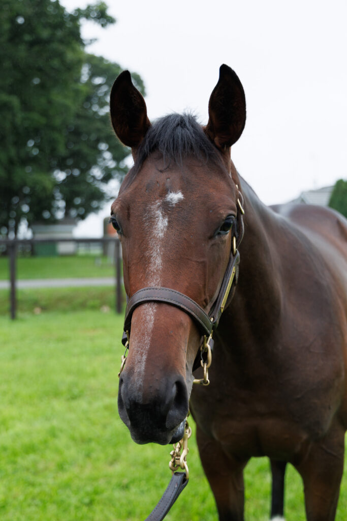2026年シルク・ホースクラブ募集馬ツアーで訪れたノーザンファームYearling。「エレクトラムの25」の正面から顔をアップにした写真。