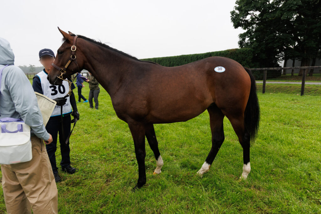 2026年シルク・ホースクラブ募集馬ツアーで訪れたノーザンファームYearling。「エレクトラムの25」を横から撮影した馬体の写真。