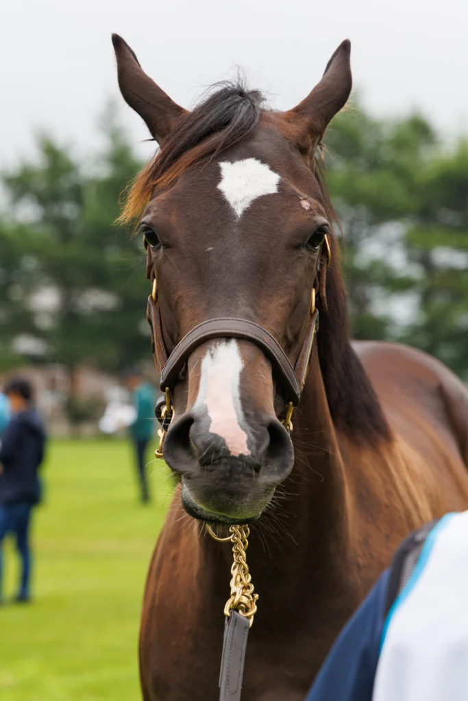 2026年シルク・ホースクラブ募集馬ツアーで訪れたノーザンファームYearling。「キープシークレットの25」の正面から顔をアップにした写真。