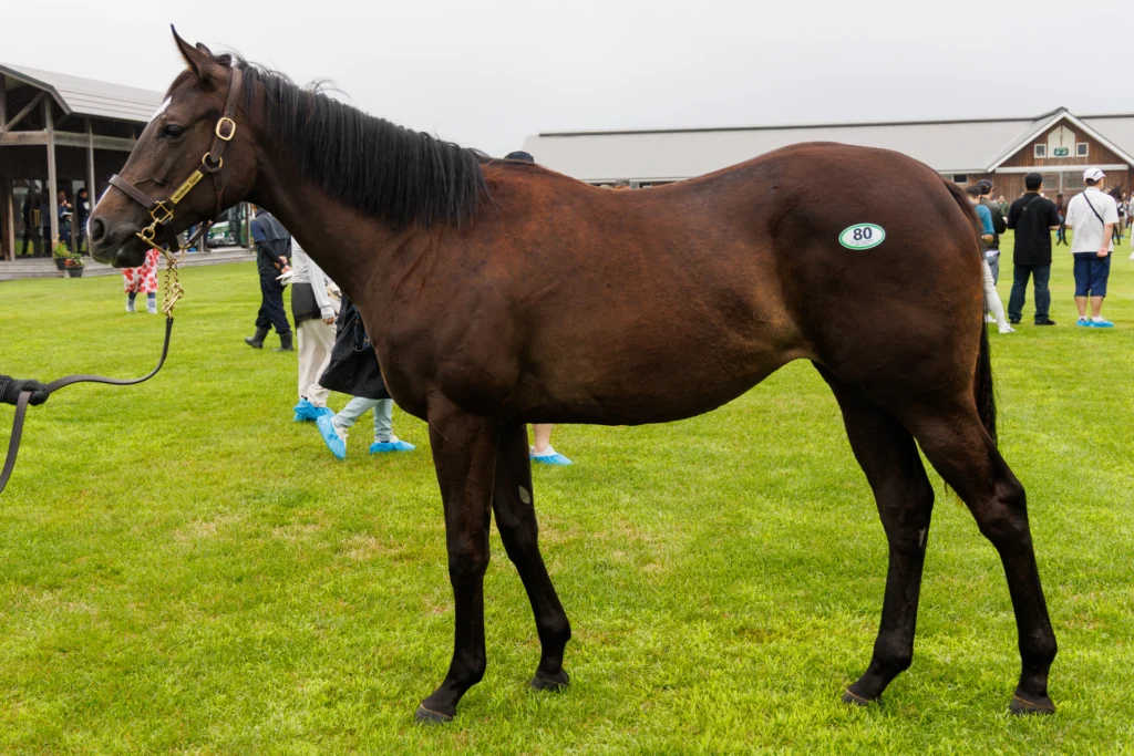 2026年シルク・ホースクラブ募集馬ツアーで訪れたノーザンファームYearling。「キープシークレットの25」を横から撮影した馬体の写真。