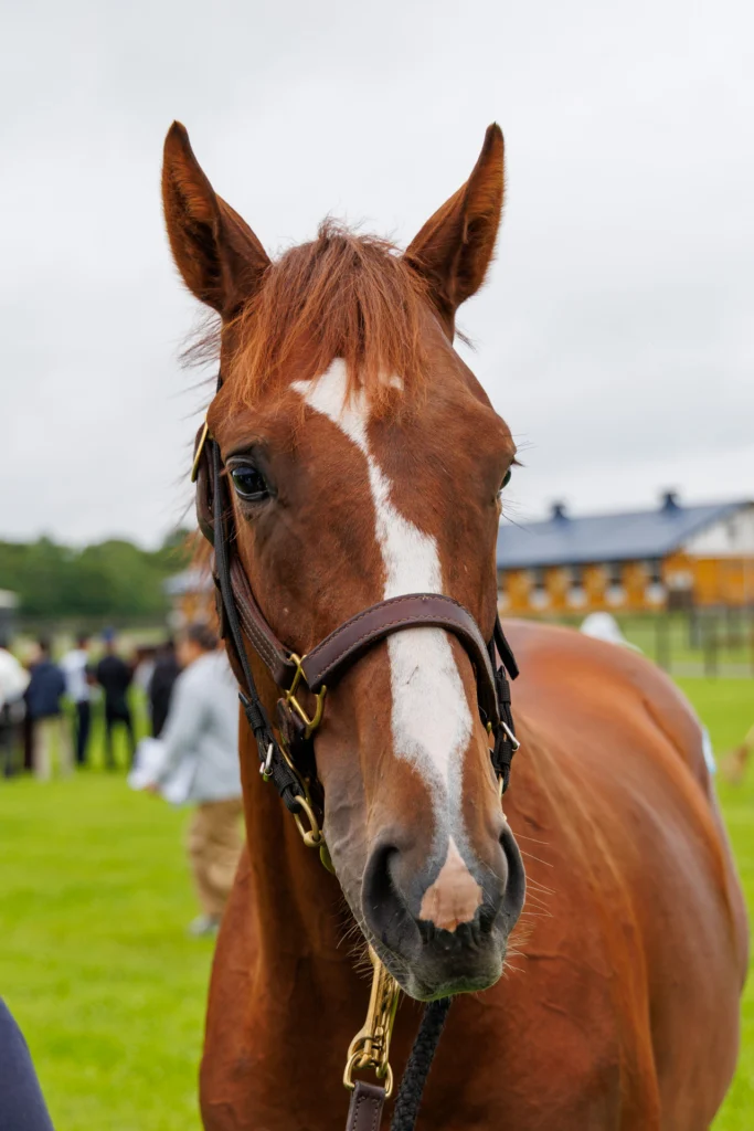 2026年シルク・ホースクラブ募集馬ツアーで訪れた白老ファームYearling。「ラストプリマドンナの25」の正面から顔をアップにした写真。