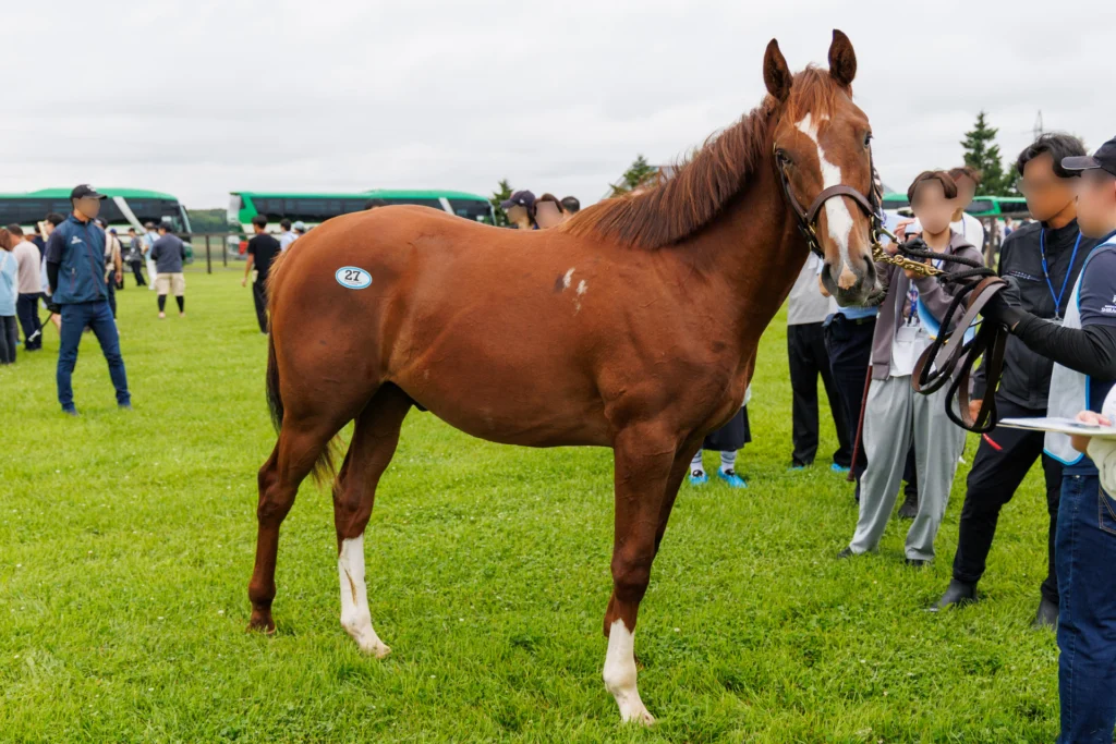 2026年シルク・ホースクラブ募集馬ツアーで訪れた白老ファームYearling。「ラストプリマドンナの25」を横から撮影した馬体の写真。