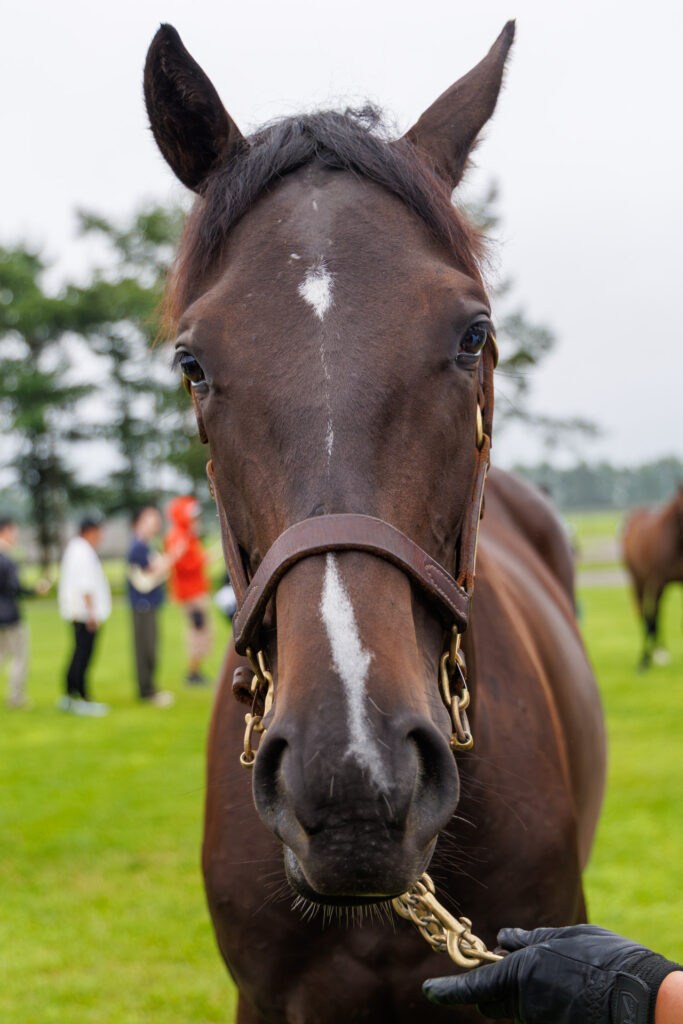 2026年シルク・ホースクラブ募集馬ツアーで訪れたノーザンファームYearling。「マハゴニーの25」の正面から顔をアップにした写真。