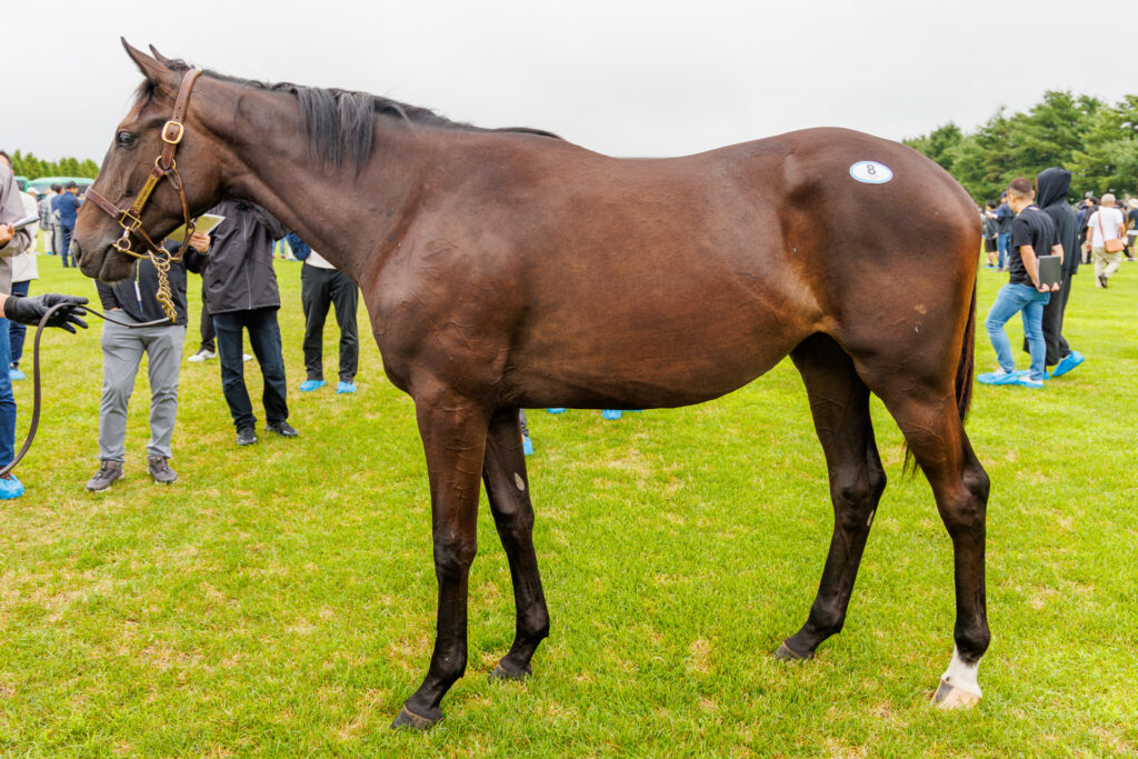 2026年シルク・ホースクラブ募集馬ツアーで訪れたノーザンファームYearling。「マハゴニーの25」を横から撮影した馬体の写真。