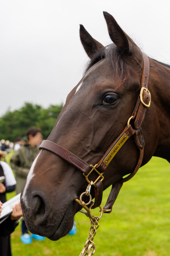 2026年シルク・ホースクラブ募集馬ツアーで訪れたノーザンファームYearling。「マハゴニーの25」の横から顔をアップにした写真。
