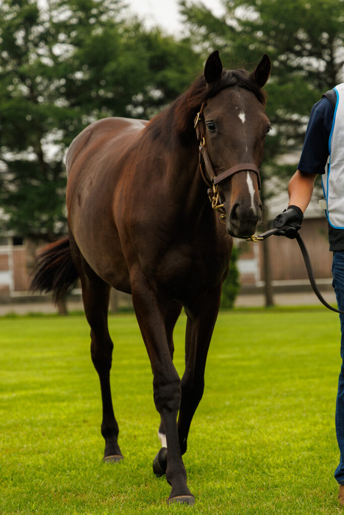2026年シルク・ホースクラブ募集馬ツアーで訪れたノーザンファームYearling。「マハゴニーの25」が歩く姿を正面から撮影した写真。