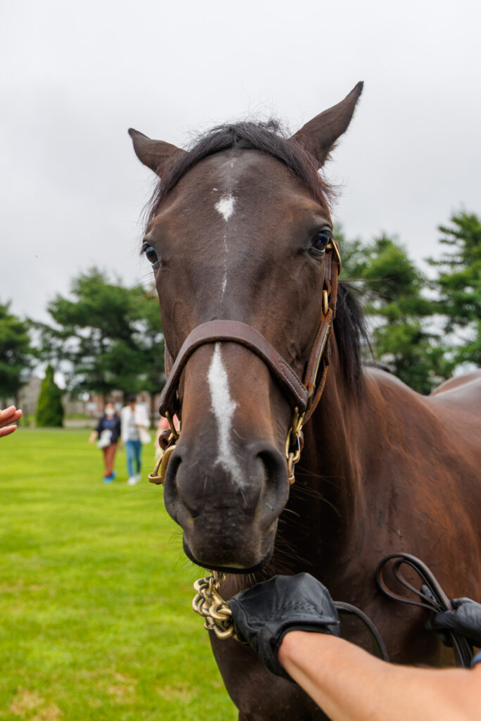 2026年シルク・ホースクラブ募集馬ツアーで訪れたノーザンファームYearling。「マハゴニーの25」の正面から顔をアップにした写真。