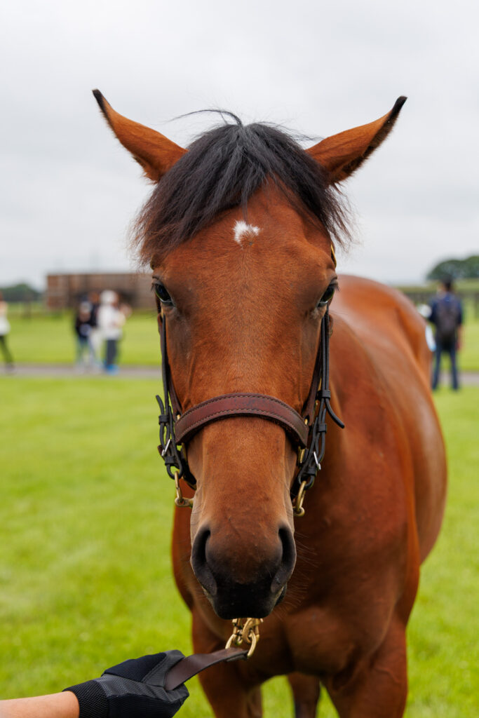 2026年シルク・ホースクラブ募集馬ツアーで訪れた白老ファームYearling。「クードラパンの25」の正面から顔をアップにした写真。