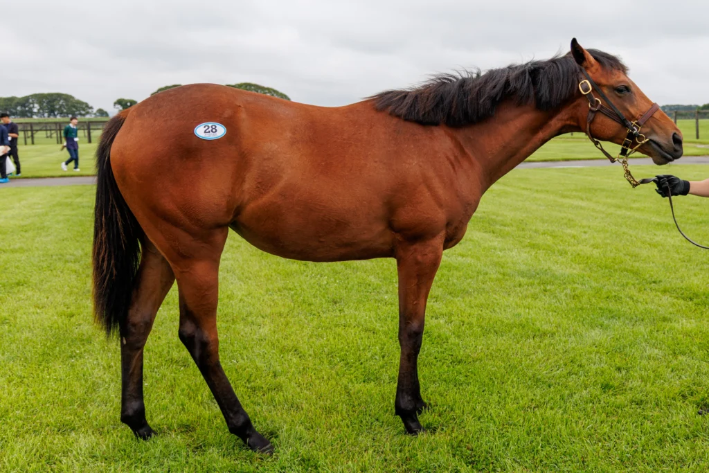 2026年シルク・ホースクラブ募集馬ツアーで訪れた白老ファームYearling。「クードラパンの25」を横から撮影した馬体の写真。