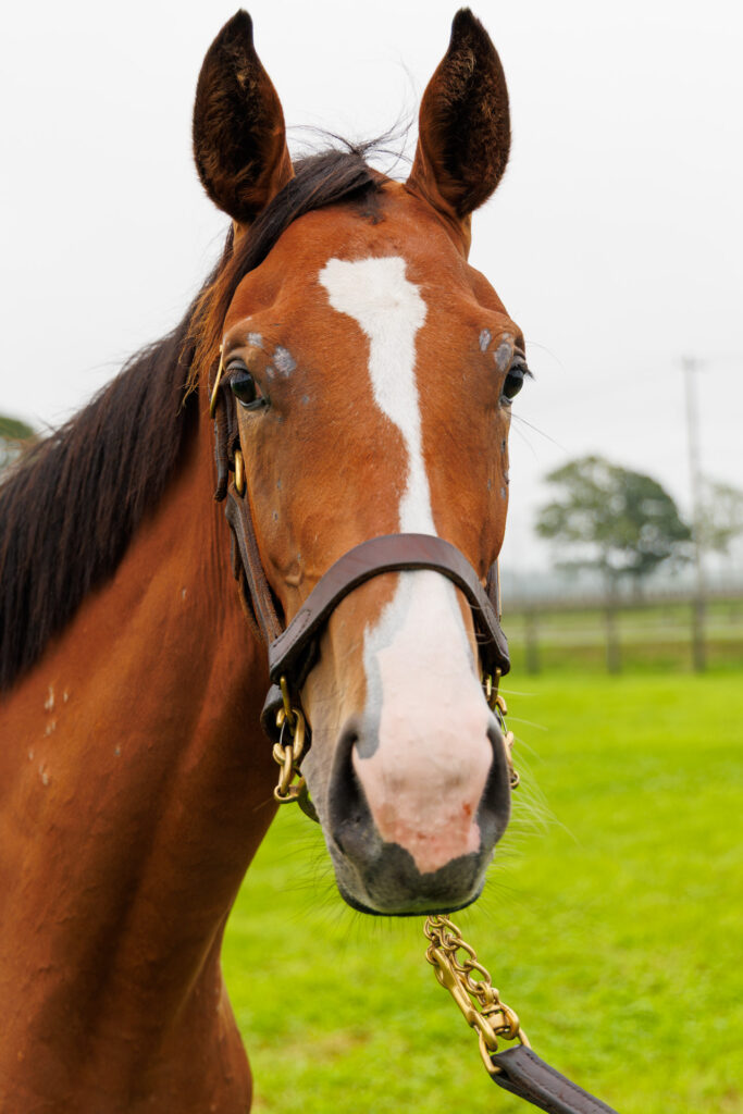 2026年シルク・ホースクラブ募集馬ツアーで訪れたノーザンファームYearling。「リンフォルツァンドの25」の正面から顔をアップにした写真。