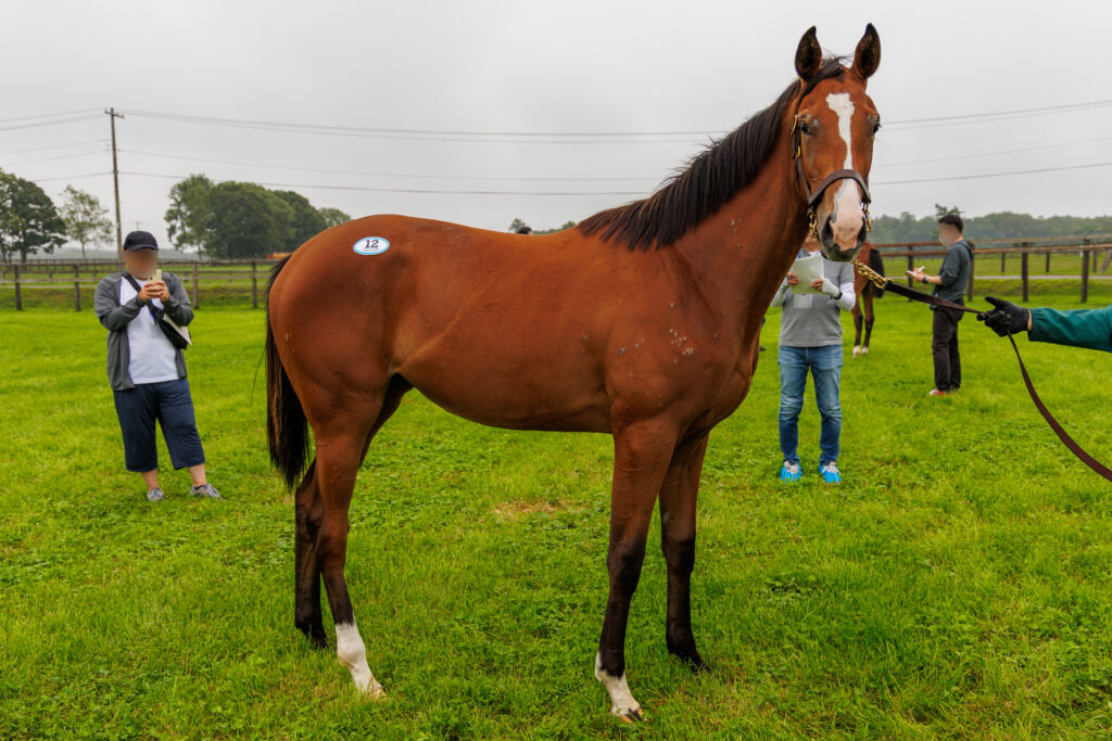 2026年シルク・ホースクラブ募集馬ツアーで訪れたノーザンファームYearling。「リンフォルツァンドの25」を横から撮影した馬体の写真。