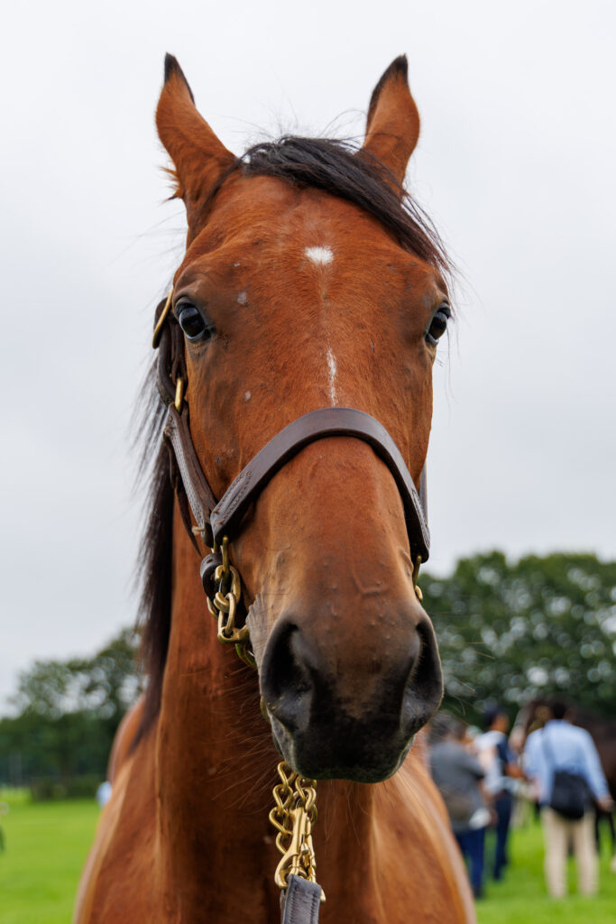 2026年シルク・ホースクラブ募集馬ツアーで訪れたノーザンファームYearling。「サンテローズの25」の正面から顔をアップにした写真。