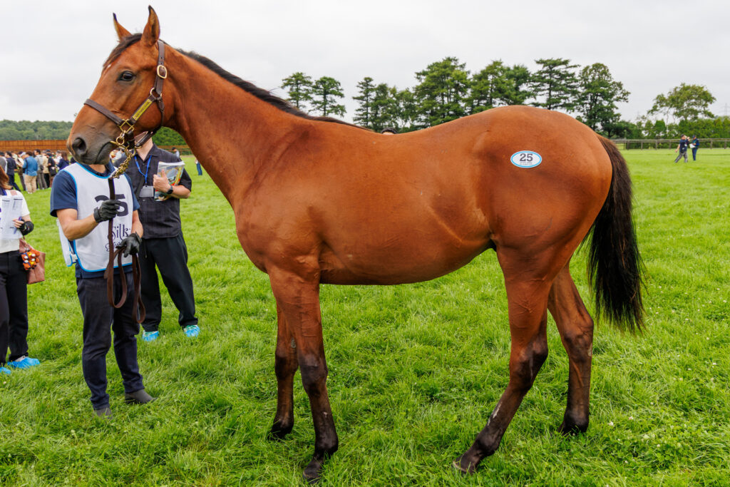 2026年シルク・ホースクラブ募集馬ツアーで訪れたノーザンファームYearling。「サンテローズの25」を横から撮影した馬体の写真。