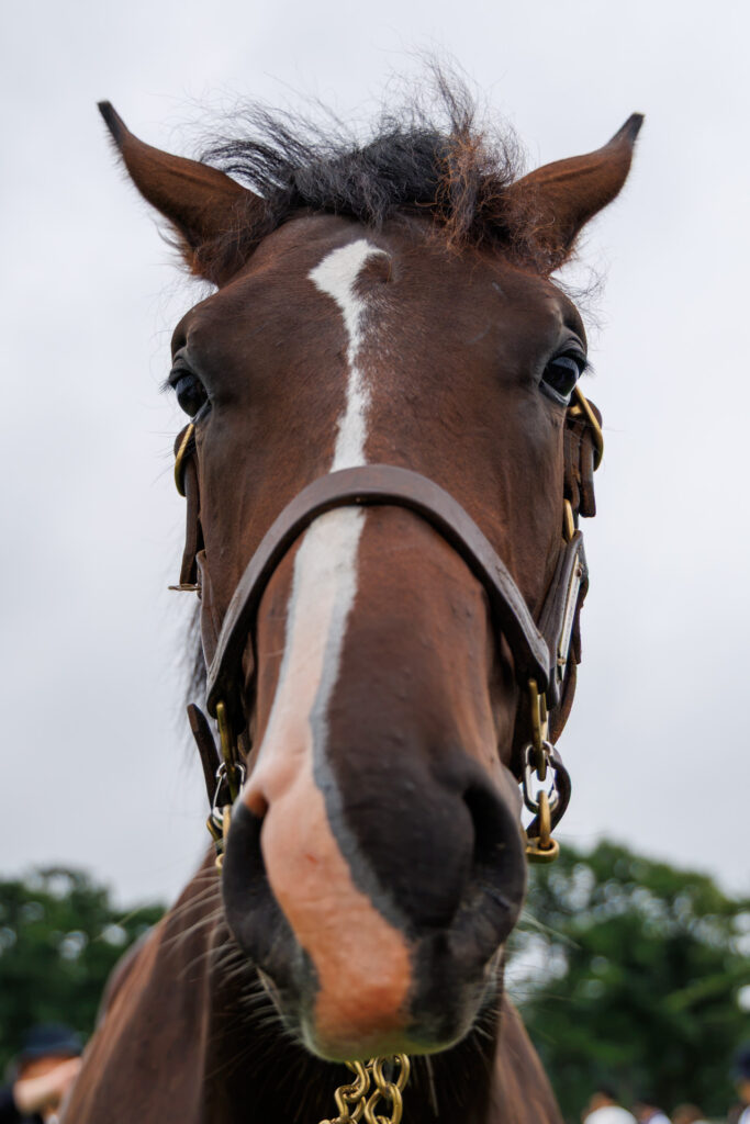2026年シルク・ホースクラブ募集馬ツアーで訪れたノーザンファームYearling。「サロミナの25」の正面から顔をアップにした写真。