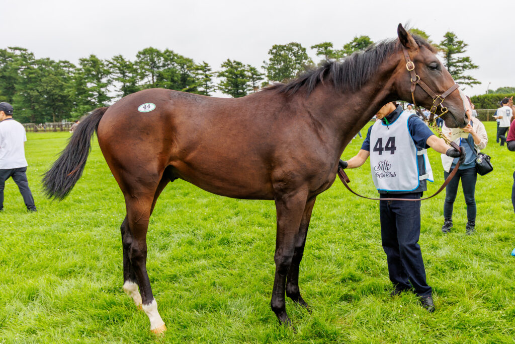 2026年シルク・ホースクラブ募集馬ツアーで訪れたノーザンファームYearling。「サロミナの25」を横から撮影した馬体の写真。