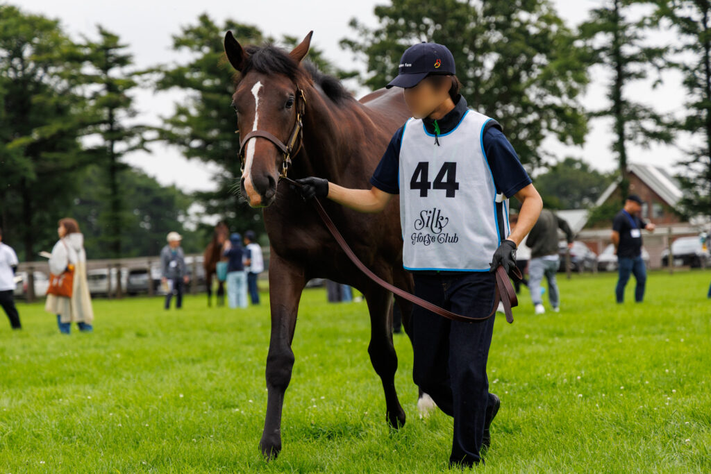 2026年シルク・ホースクラブ募集馬ツアーで訪れたノーザンファームYearling。「サロミナの25」が歩く姿を正面から撮影した写真。