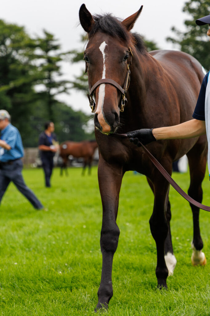 2026年シルク・ホースクラブ募集馬ツアーで訪れたノーザンファームYearling。「サロミナの25」が歩く姿を正面から撮影した写真。