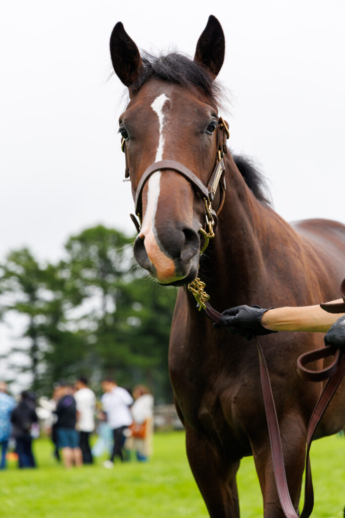 2026年シルク・ホースクラブ募集馬ツアーで訪れたノーザンファームYearling。「サロミナの25」の正面から顔をアップにした写真。