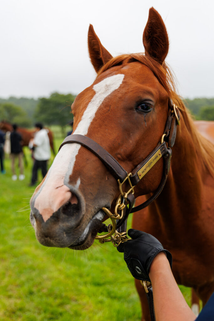 2026年シルク・ホースクラブ募集馬ツアーで訪れたノーザンファームYearling。「スカイグルーヴの25」の正面から顔をアップにした写真。