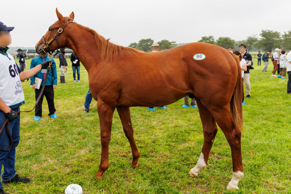 2026年シルク・ホースクラブ募集馬ツアーで訪れたノーザンファームYearling。「スカイグルーヴの25」を横から撮影した馬体の写真。