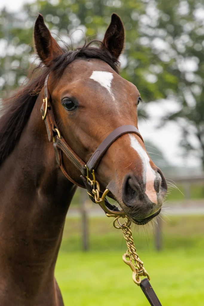 2026年シルク・ホースクラブ募集馬ツアーで訪れたノーザンファームYearling。「ソーディヴァインの25」の正面から顔をアップにした写真。